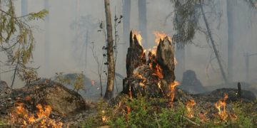 Brandgefahr in Wäldern und auf Flächen steigt