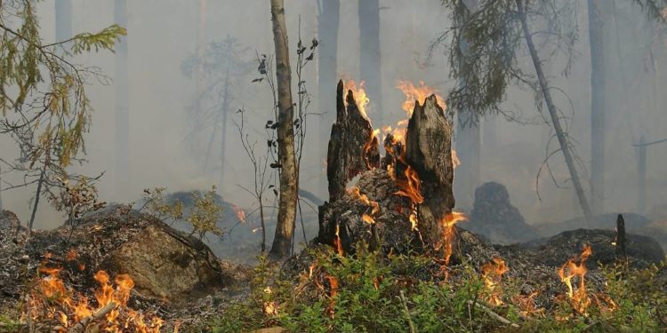 Brandgefahr in Wäldern und auf Flächen steigt