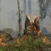 Brandgefahr in Wäldern und auf Flächen steigt