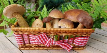 Führung „Pilze für Anfänger“ mit Anna Habicht