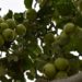 Obst-Pflücken erlaubt