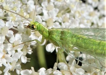 Naturerlebnisse im eigenen Garten