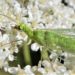 Naturerlebnisse im eigenen Garten