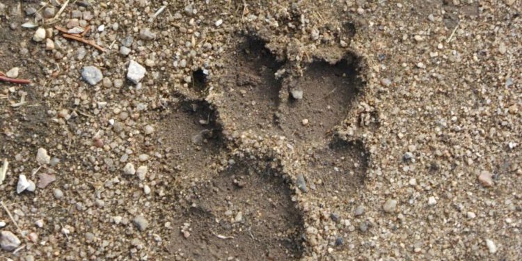 Vom Wolf und den anderen großen Tieren