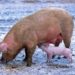 Mitgliederversammlung der Schweinegilde Steinhorst