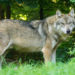 Foto von Pixabay: https://www.pexels.com/de-de/foto/brauner-wolf-der-auf-grunem-gras-steht-162256/