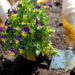 Start der Gartensaison im Herzogtum Lauenburg
