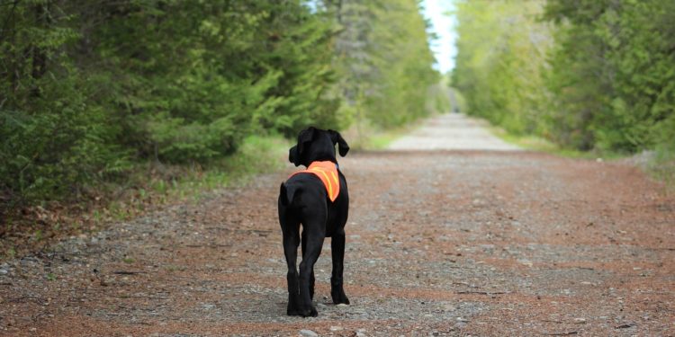 Wie GPS-Tracker den Alltag erleichtern