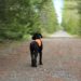 Wie GPS-Tracker den Alltag erleichtern