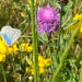 Artenvielfalt im eigenen Garten