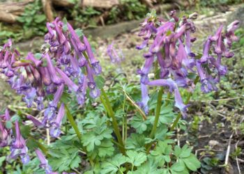 „Der Frühling wird erst mit frühen Blüten richtig schön“