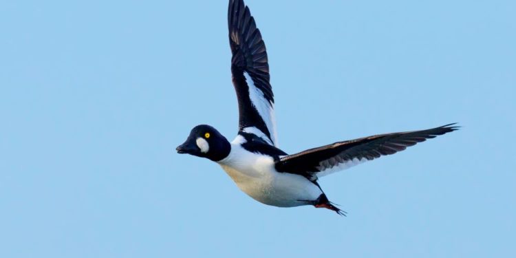 Eine Ente, die klingeln kann