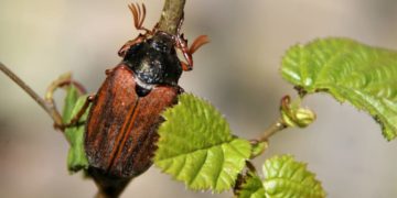 Maikäfer flieg  –  „Foto der Woche“