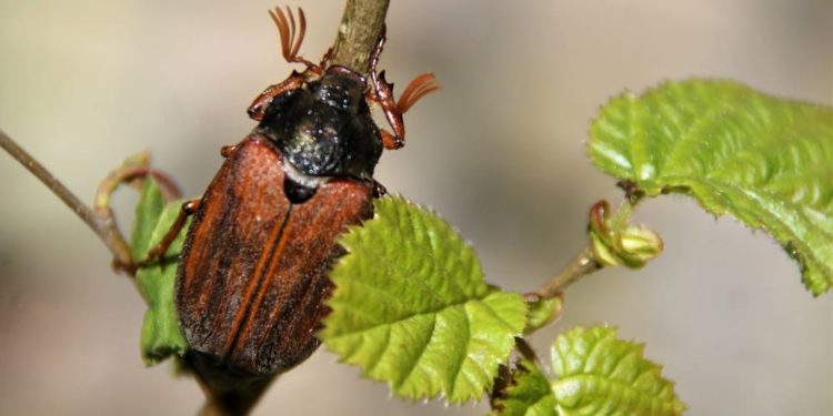 Maikäfer flieg – „Foto der Woche“