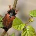 Maikäfer flieg  –  „Foto der Woche“