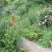 „Offener Garten“ in Breitenfelde