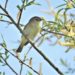 Vogelkundliche Wanderung am Kanal