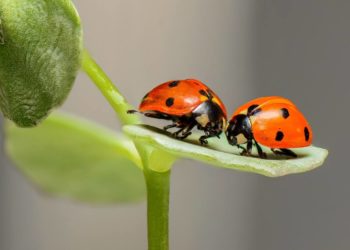 6. Insektensommer – die Zählung von Krabbeltier und Flattermann