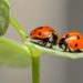 6. Insektensommer – die Zählung von Krabbeltier und Flattermann