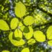 Walderlebnis, Sonnenwende und Hellbachtal: Naturparktouren im Juni