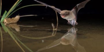 Fledermäuse und Wassermonsterchen