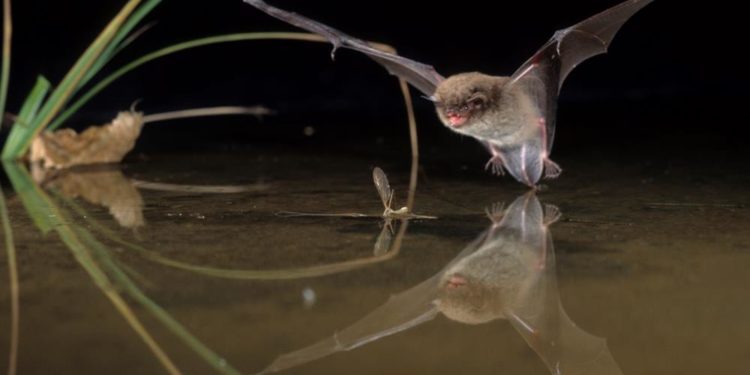 Fledermäuse und Wassermonsterchen