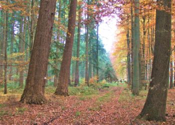 Plattdeutscher Themen-Spaziergang durch den Ritzerauer Wald