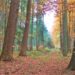 Plattdeutscher Themen-Spaziergang durch den Ritzerauer Wald