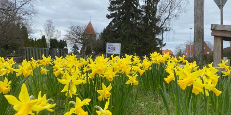 „Büchen macht grün“: Vorschläge für Frühblüher-Standorte gesucht