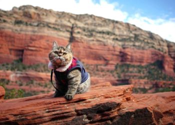 Filmclub Dokumentation: „Cat Daddies – Freunde für sieben Leben“