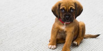 „Tierheime in der Not nicht im Regen stehen lassen“