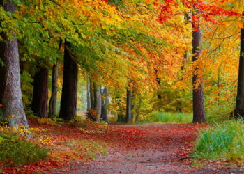 Farbenfrohes Laub und Lichter in der Dunkelheit: Naturparktouren im Herbst