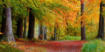 Farbenfrohes Laub und Lichter in der Dunkelheit: Naturparktouren im Herbst