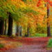 Farbenfrohes Laub und Lichter in der Dunkelheit: Naturparktouren im Herbst