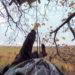 Dokumentation zum Hambacher Forst: „Vergiss Meyn nicht“
