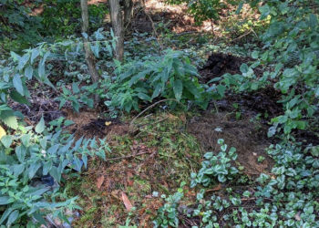 Gartenabfälle – Immer öfter wird im Knick oder Wald entsorgt