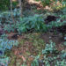 Gartenabfälle – Immer öfter wird im Knick oder Wald entsorgt