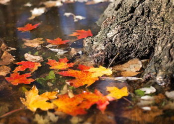 November November