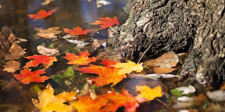 November November
