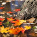 November November