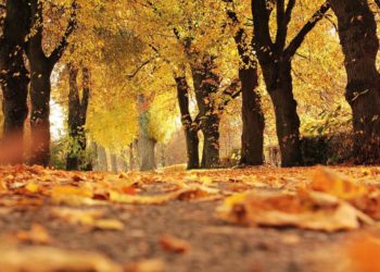 Gehwege und Straßenreinigung im Herbst