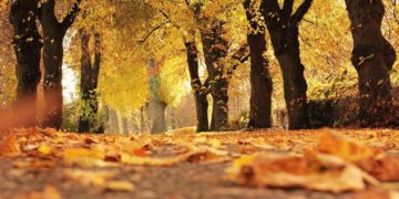 Gehwege und Straßenreinigung im Herbst
