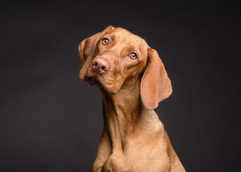 Die Gemeinde Büchen wächst – damit auch die Anzahl der Hunde