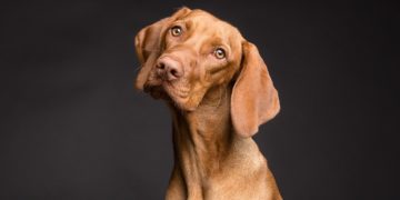 Die Gemeinde Büchen wächst – damit auch die Anzahl der Hunde