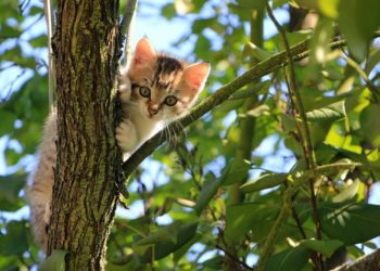 Die Verantwortung von Katzenhaltern ist gefordert