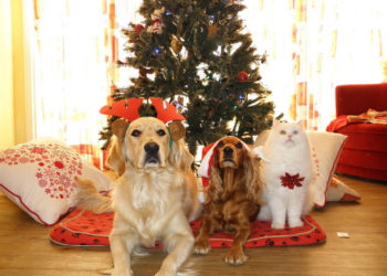 Weihnachten für Tiere