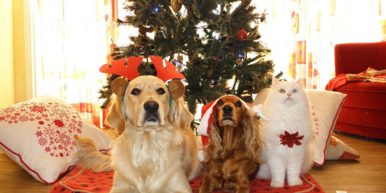 Weihnachten für Tiere