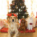 Weihnachten für Tiere