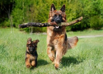 Verantwortungsvoller Umgang mit Hunden