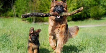 Verantwortungsvoller Umgang mit Hunden